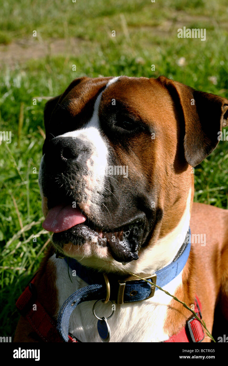 Boxer Hund Exhibitting eine Reihe von Gesichtsausdruck Stockfoto