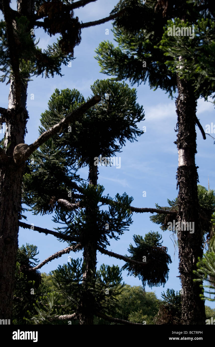 Bäume, la Recova, Belgrano, Buenos Aires, Argentinien Stockfoto