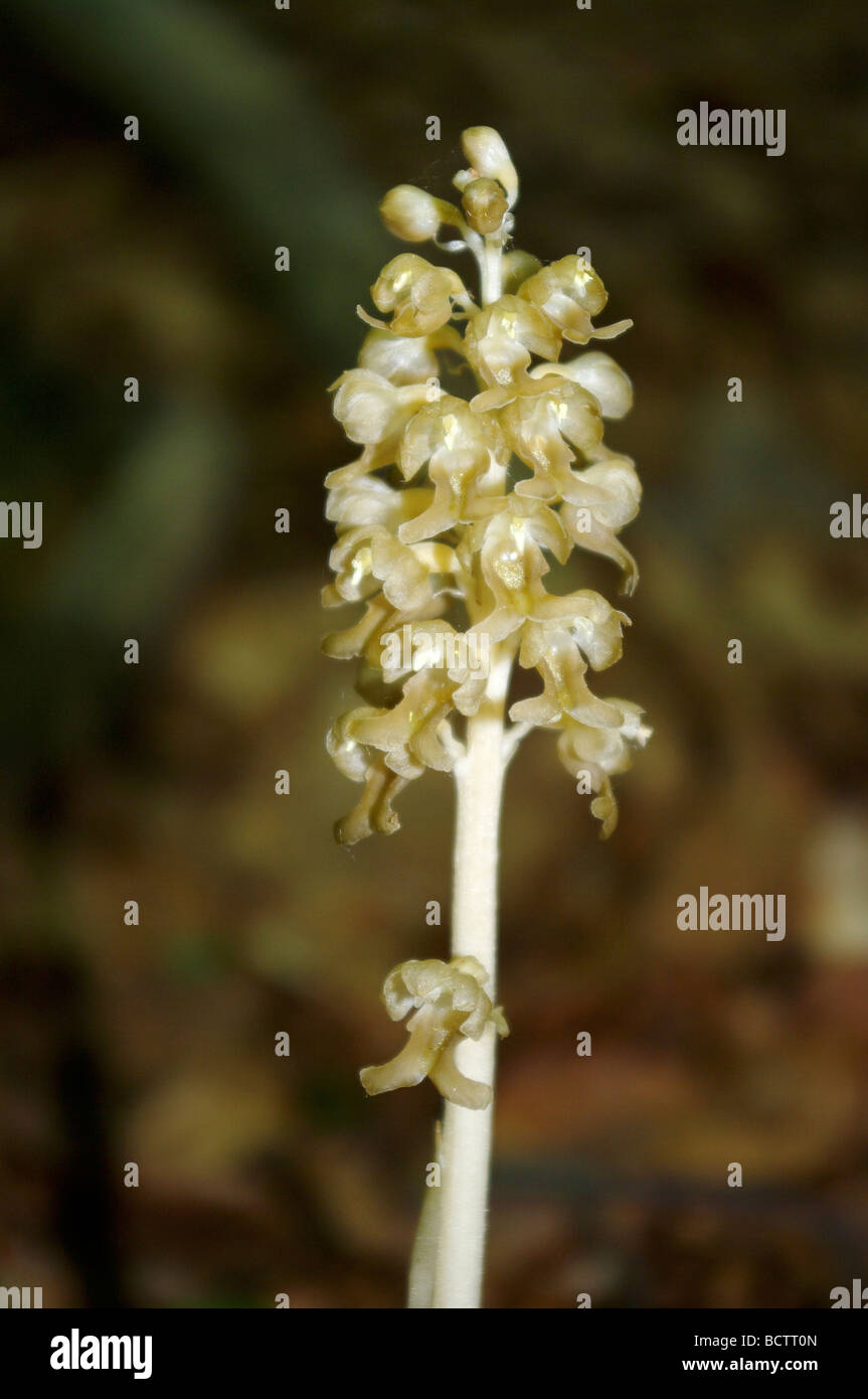 Vogelnest-Orchidee (Neottia Nidus-Avis) Stockfoto