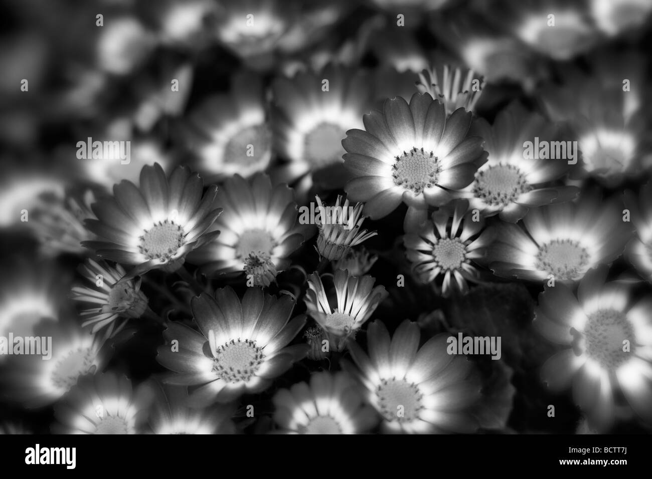 Aschenpflanze Blüten Oregon Stockfoto