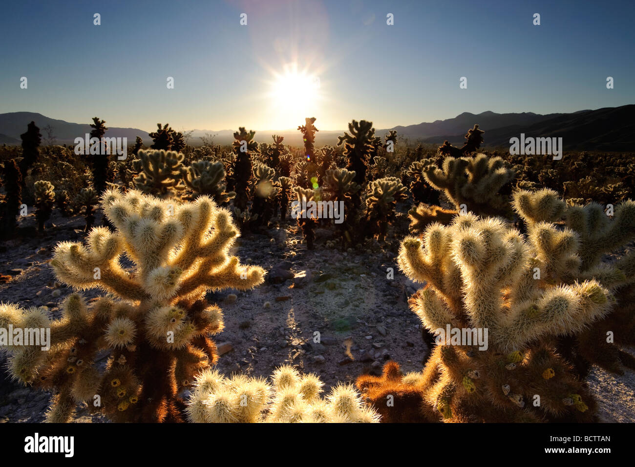 USA Kalifornien Joshua Tree National Park Cholla Cactus Garden Opuntia bigelovii Stockfoto