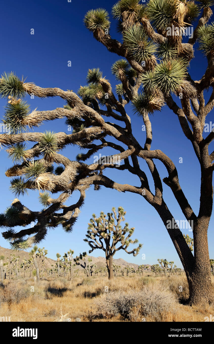 USA Kalifornien Joshua Tree Nationalpark Joshua Bäume Yucca Brevifolia Stockfoto