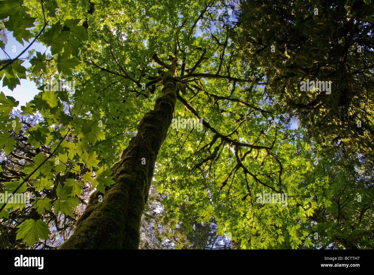 Eine Douglas-Tanne im Wald von Vancouver Island. Stockfoto