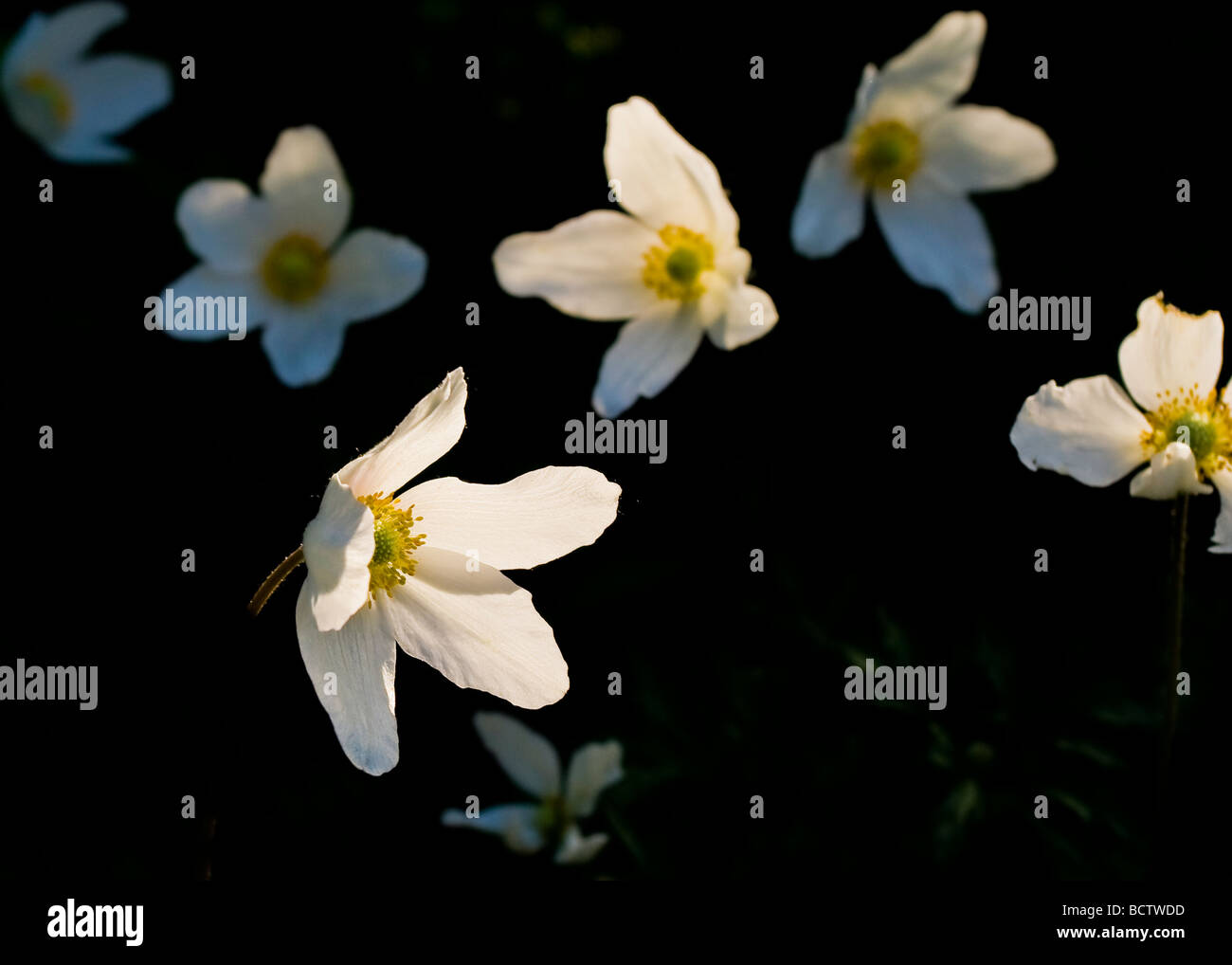 Weiße Erdbeere Virginia Blüten in einem schattigen Hintergrund. Stockfoto