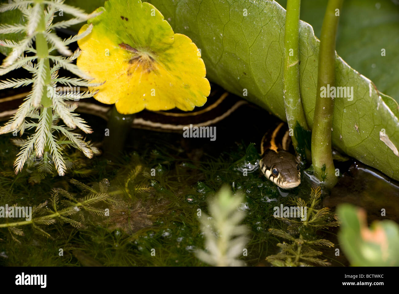 Schwarzhals-Strumpfband-Schlange (Thamnophis Cyrtopsis) Az - USA - semi-aquatisch-im Teich mit Seerosen Stockfoto