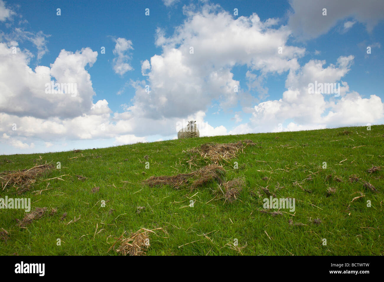 Schaf am Horizont Stockfoto