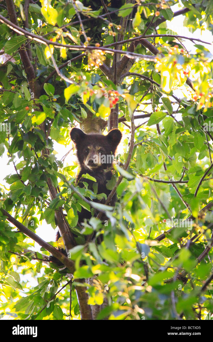 Black Bear Cub essende Kirschen in Kirschbaum Elkwallow Picknick Boden Shenandoah National park virginia Stockfoto