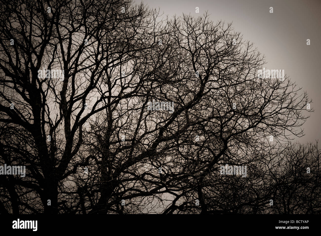 Baum-Silhouette, Winter, Sepia-Ton Stockfoto