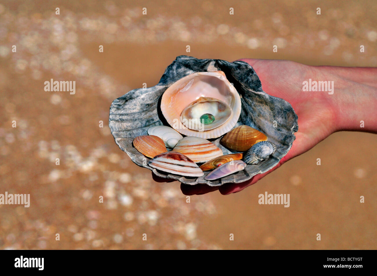 Portugal, Alentejo: Frau zeigt Seashell Kollektion am Strand Melides Stockfoto