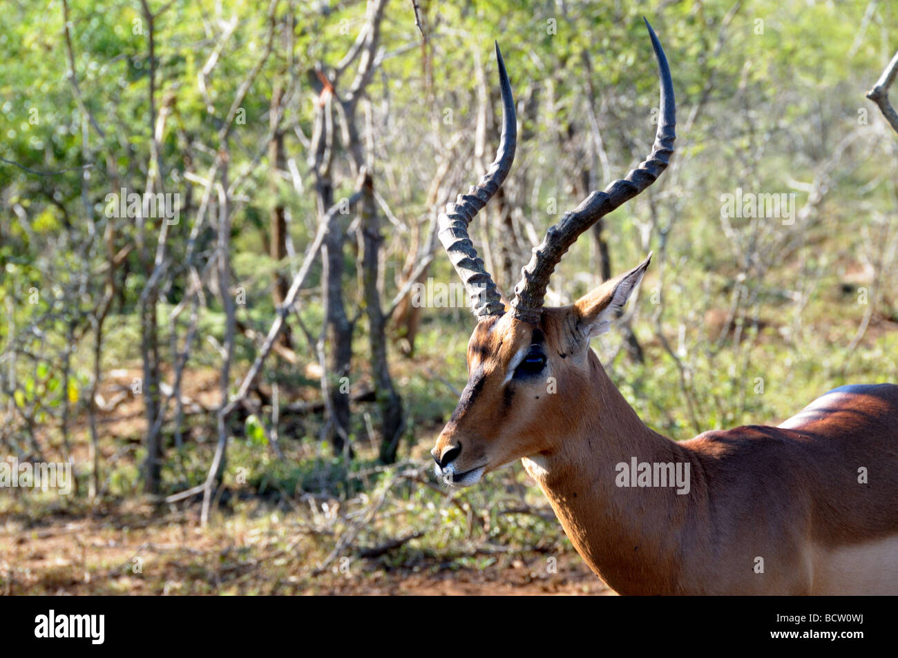 Dominanten männlichen Impala Aepyceros Melampus Hluhluwe-Umfolozi Game Reserve Zululand in Südafrika Stockfoto