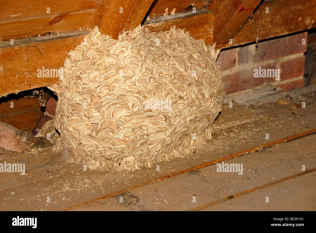 Wespennest im dach Fotos und Bildmaterial in hoher Auflösung Alamy