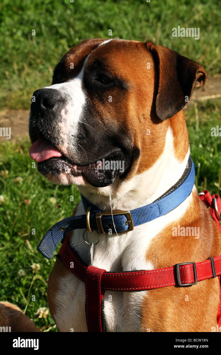 Boxer Hund Gesicht zeigen viele Ausdrücke Stockfoto