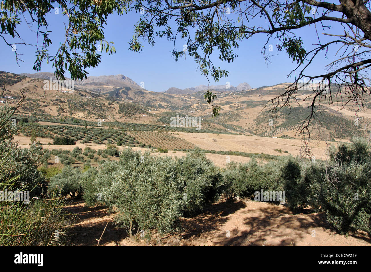 Landschaft mit Olivenhainen, in der Nähe von Antequera, Provinz Malaga, Andalusien, Spanien Stockfoto