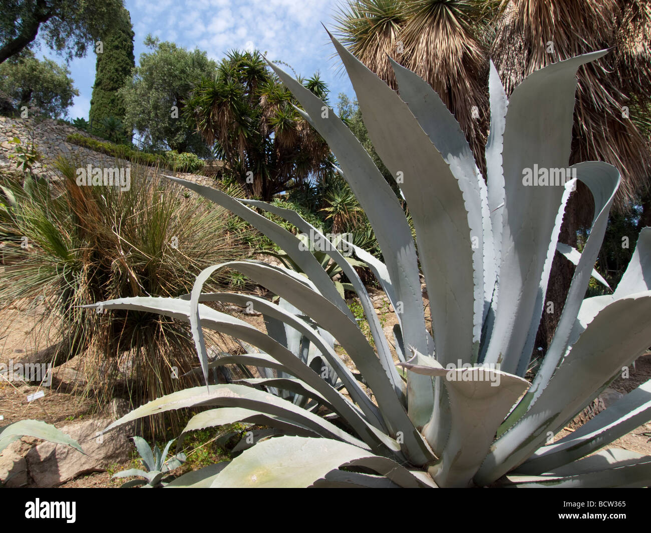 Agave im Hanbury-Grten, Italien Stockfotografie - Alamy