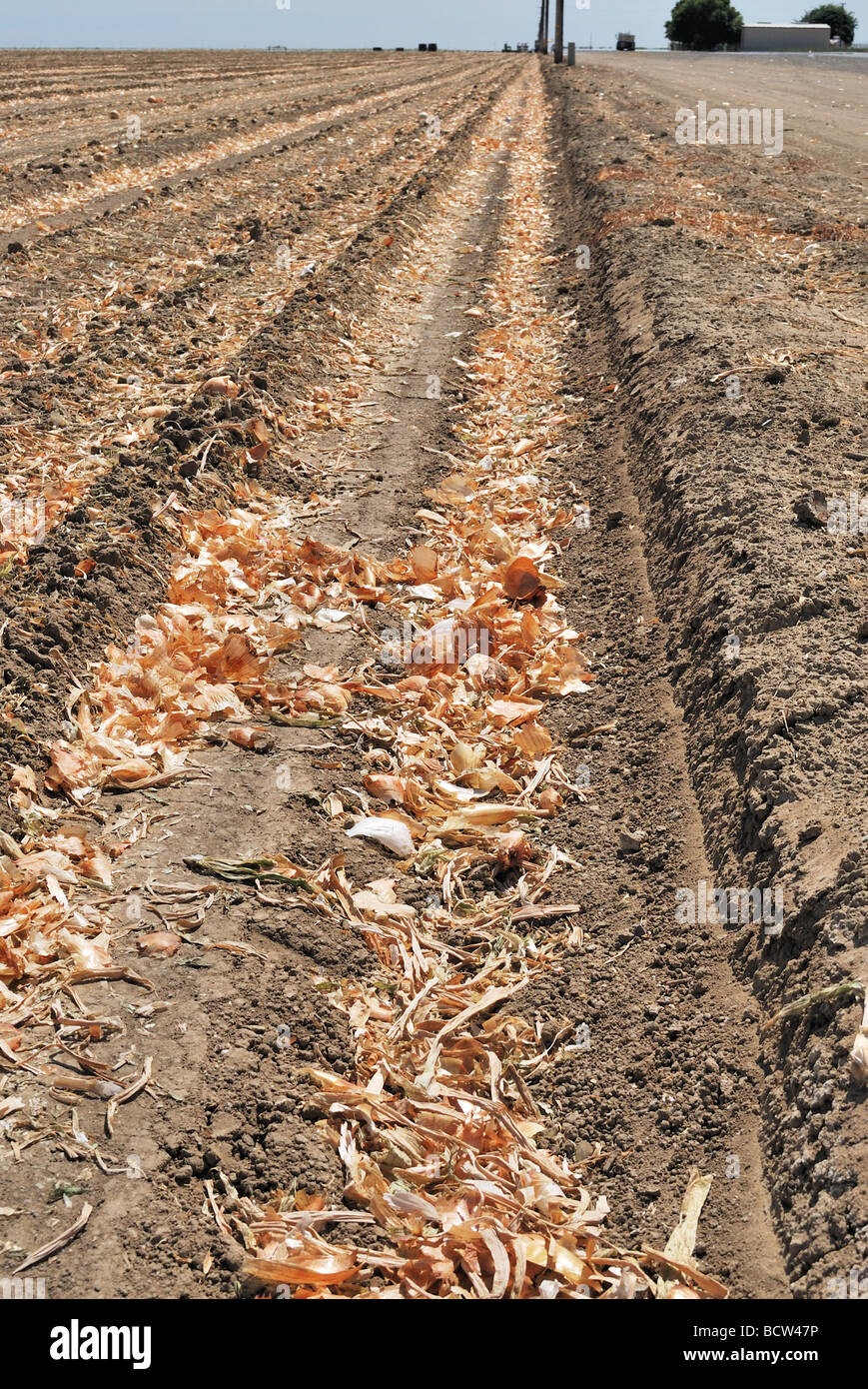 Zwiebelfeld nach Maschine Ernte, Zentral-Kalifornien Stockfoto