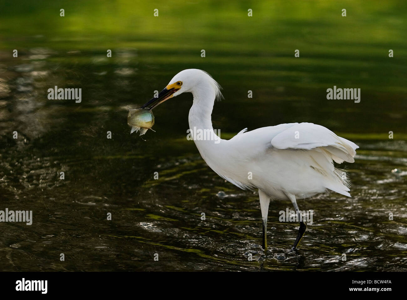 Snowy Silberreiher (Egretta unaufger) hält einen Fisch in seinen Schnabel, Florida, USA Stockfoto