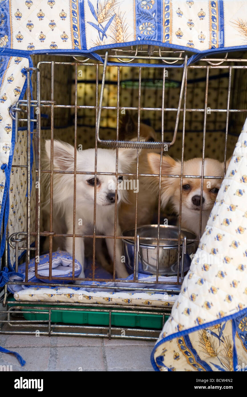 Zwei Chihuahuas in einem Käfig Stockfoto