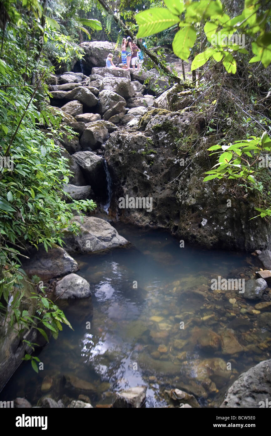 Bach in einem Regenwald El Yunque, Caribbean National Forest, Puerto Rico, Palo Colorado Wald Stockfoto