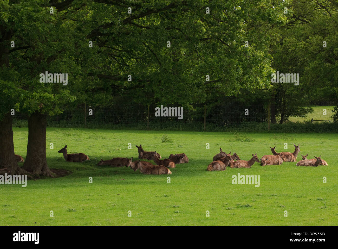 Rothirsch Cervus Elaphus ruhen unter den Bäumen an der British Wildlife Center Surrey England Stockfoto