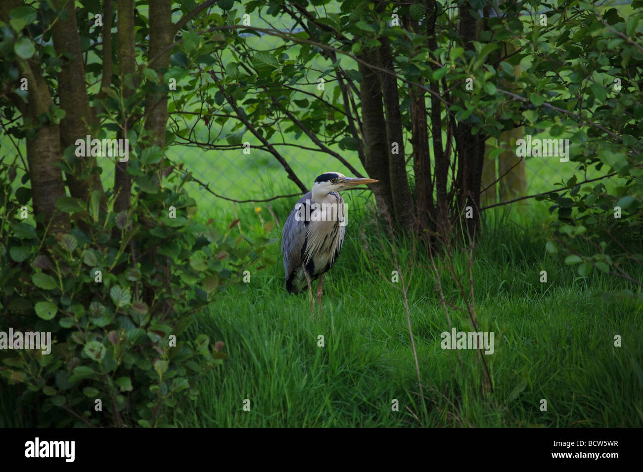 Graureiher beobachten einen Teich von der Bank, auf der Suche nach Beute im britischen Wildlife Centre, Surrey, England. Stockfoto