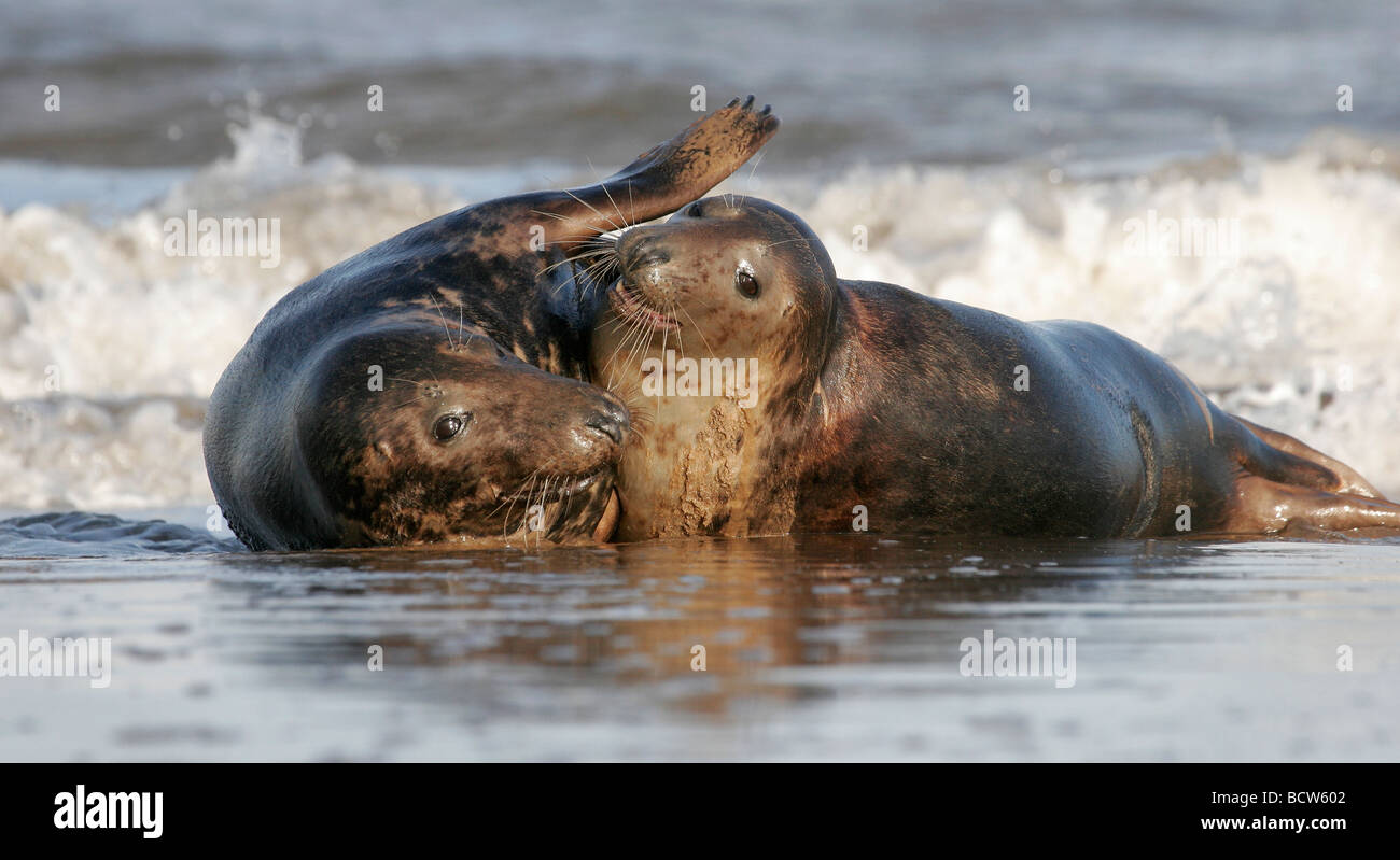 Zwei junge Atlantic grau Dichtungen im Meer Surfen, Halichoerus Grypus, Lincolnshire, England, UK Stockfoto