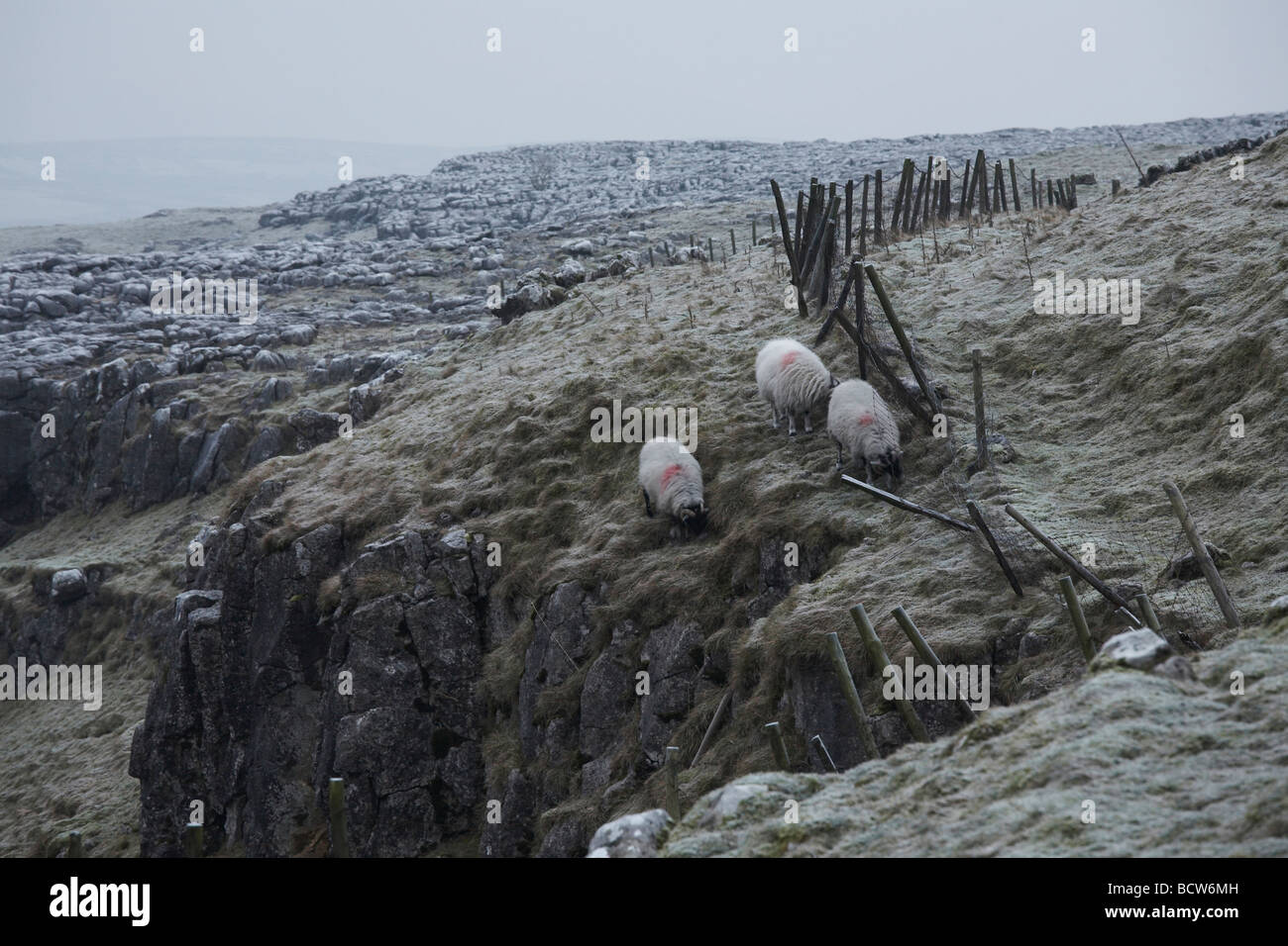 Schafbeweidung auf Moorland neben Kalkstein Bürgersteige Stockfoto