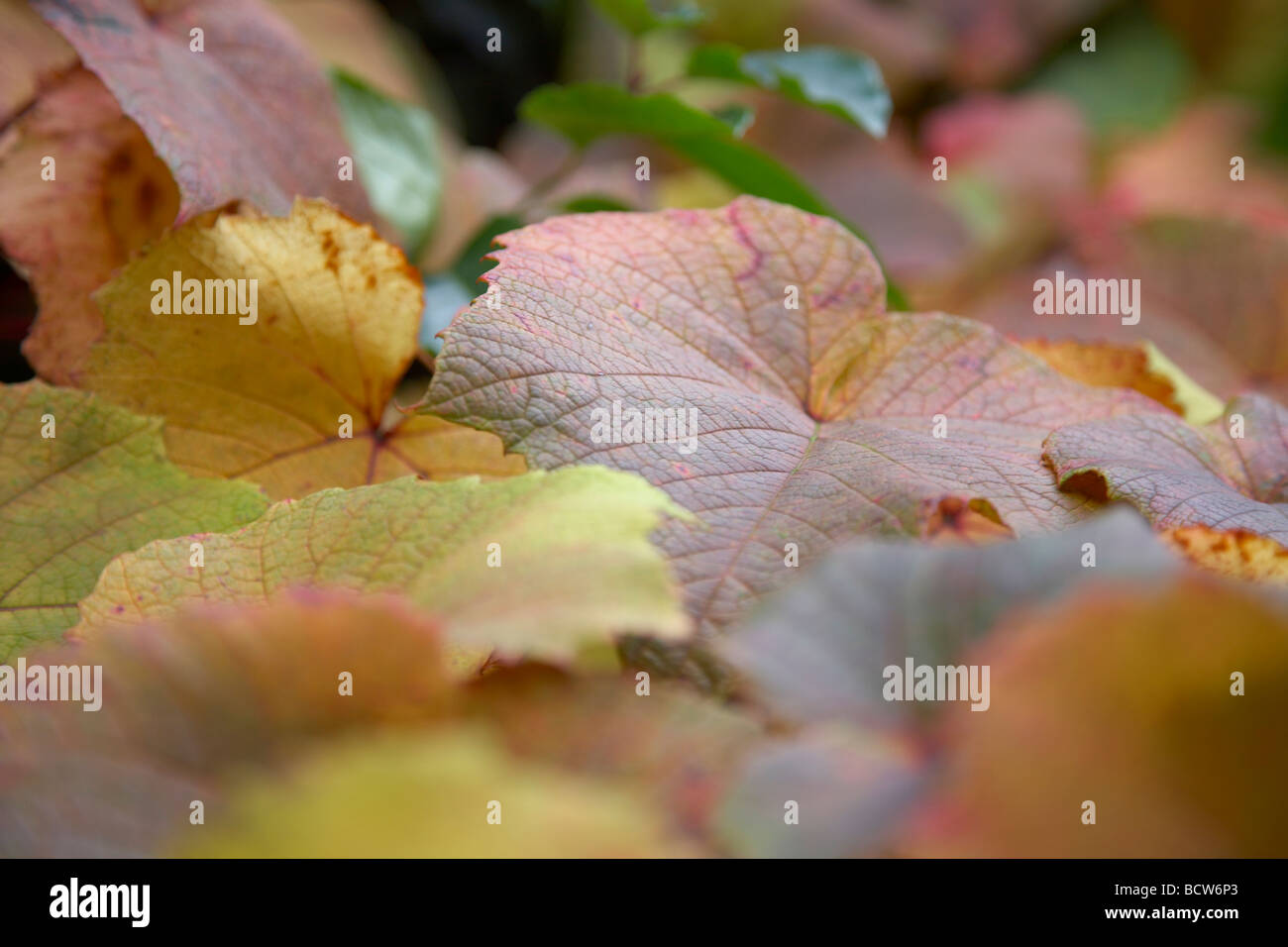 Nahaufnahme des gefallenen Herbst Blätter Stockfoto