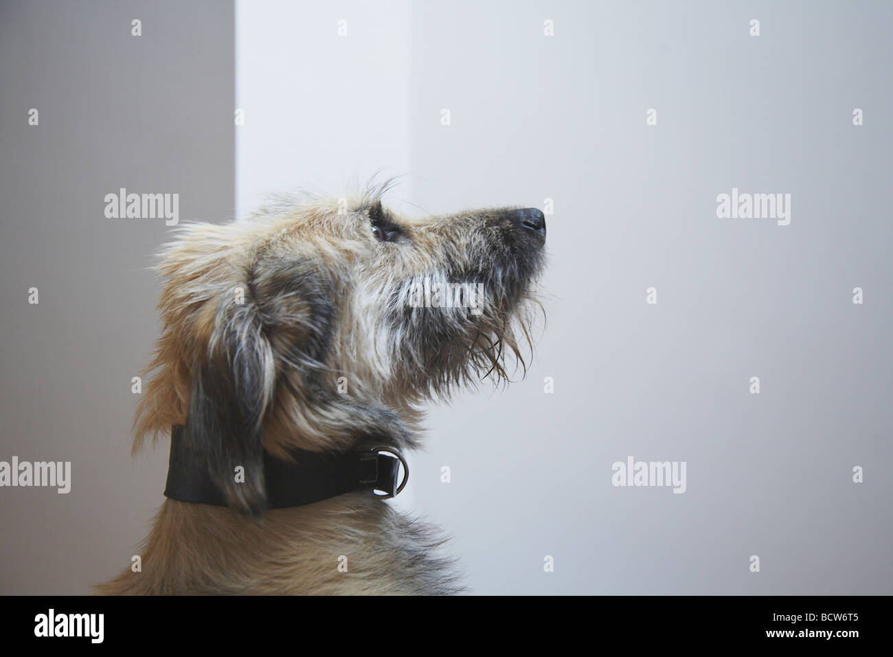 Junger Hund auf der Suche nach oben, innen Stockfoto