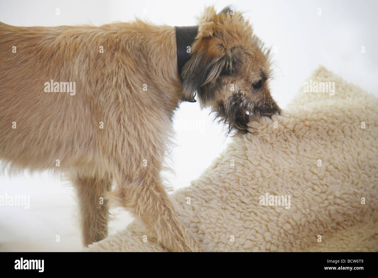 Junger Hund spielen mit Kissen Stockfoto