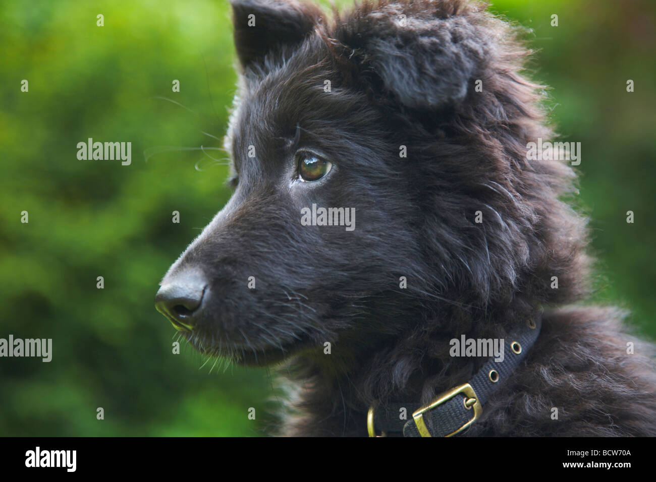 Junge Deutsche Schäferhund Welpen im Garten Stockfoto