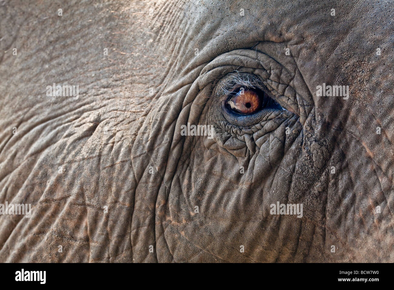 Aufnahme von erwachsenen Elefanten Auge Horizontal hautnah Stockfoto