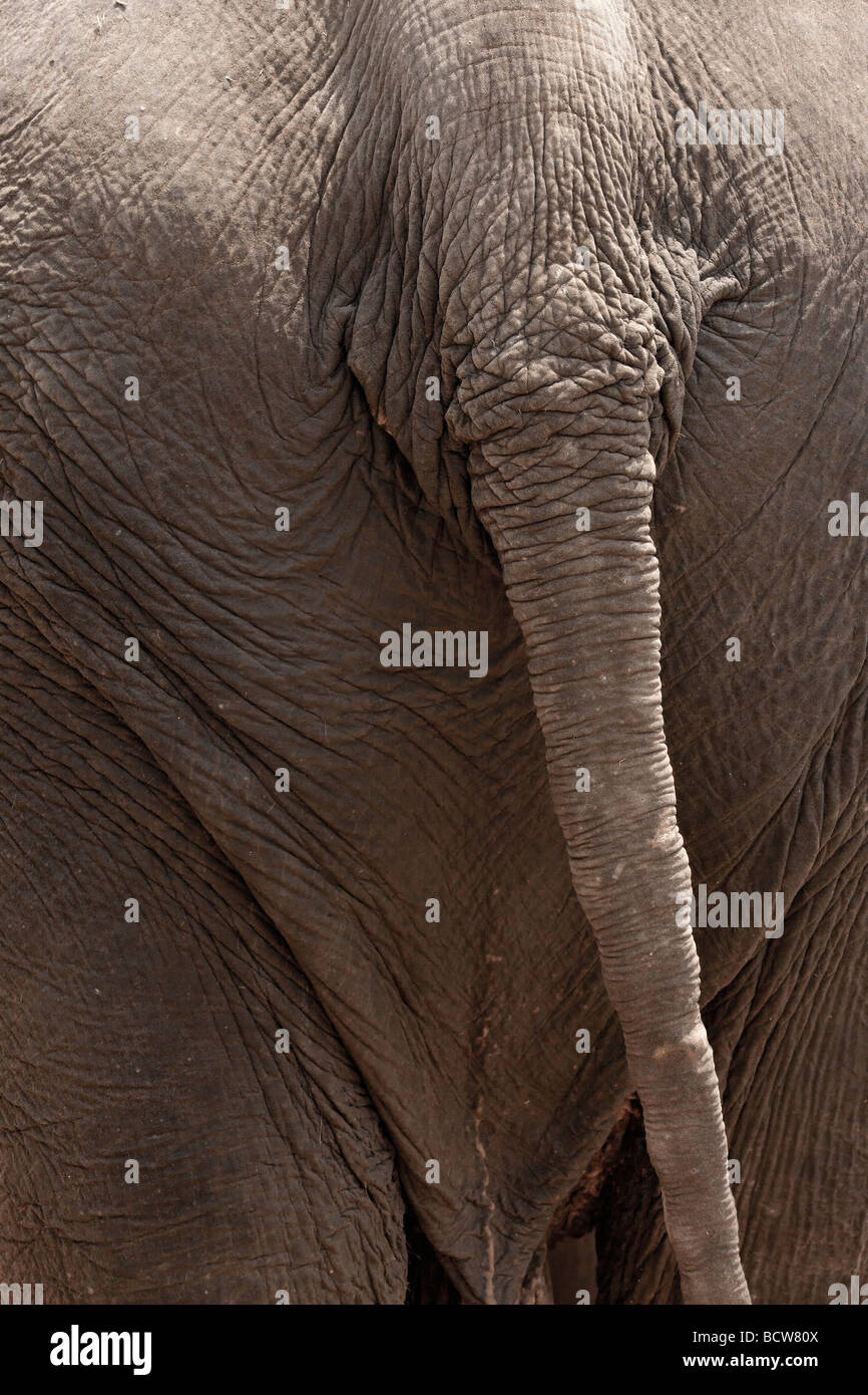 Aufnahme eines erwachsenen Elefanten Schweif vertikale Schusses hautnah Stockfoto
