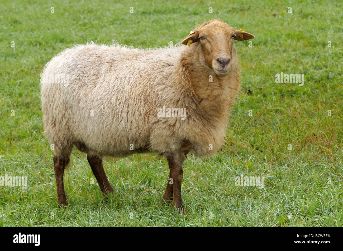 Hausschafe, Coburger Fuchs Schafe (Ovis Orientalis Aries, Ovis Ammon Aries). Einzelne Person auf einer Wiese Stockfoto