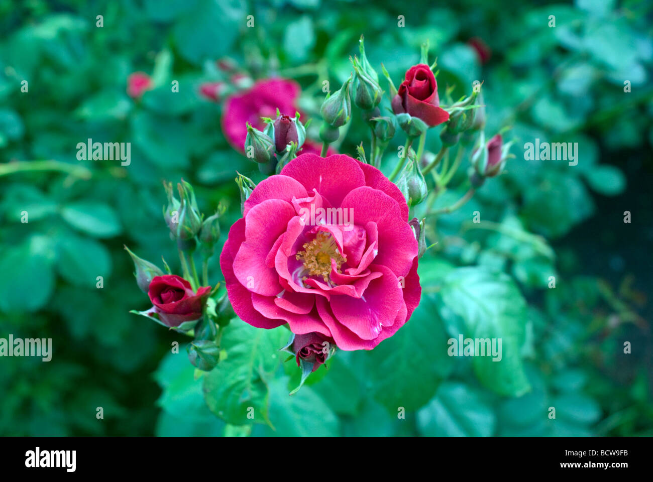 Nahaufnahme von englischen Rosen in voller Blüte mit Knospen Stockfoto