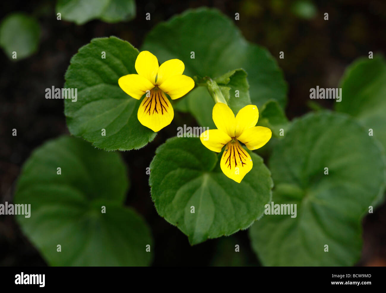 Intriganter Veilchen (Viola Biflora), Österreich, Europa Stockfoto