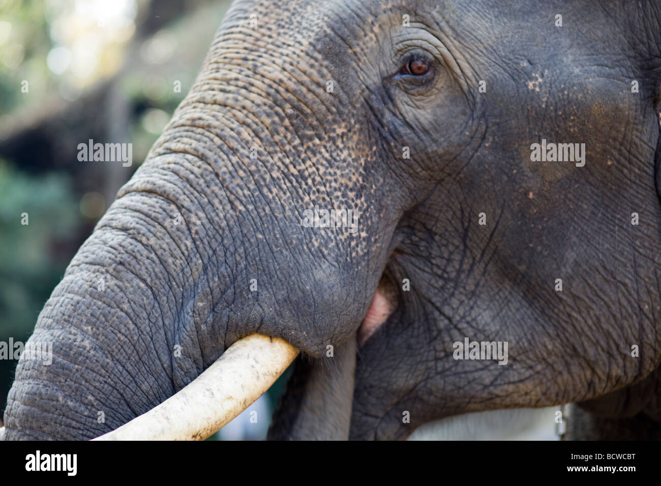 Chiang Mai, Thailand, Elefantenrüssel, Elefantencamp und Tusk Stockfoto