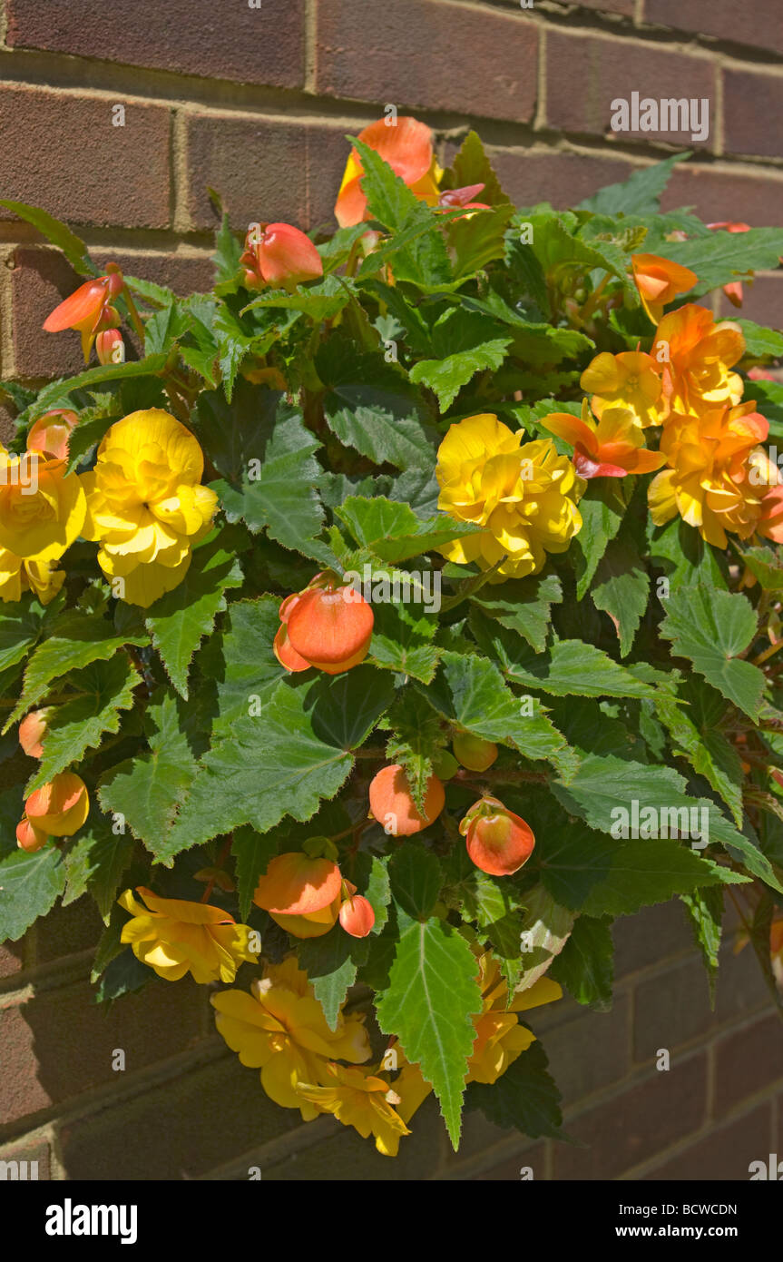 Hängenden Korb gelbe nachgestellte Begonien Stockfoto
