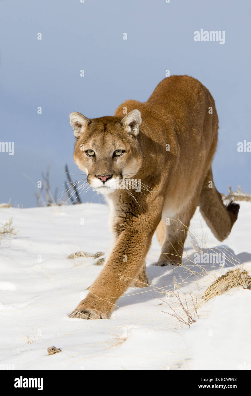Berglöwe (Puma Concolor) Wandern im Schnee bedeckt Feld Stockfotografie -  Alamy