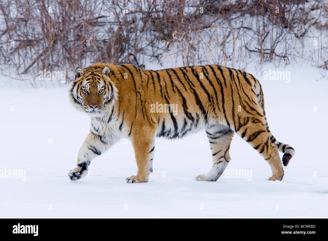 Sibirischer Tiger (Panthera Tigris Altaica) zu Fuß in einem schneebedeckten Feld Stockfoto