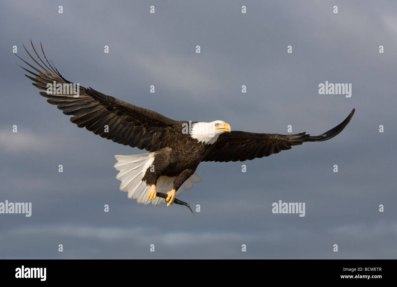 Weißkopf-Seeadler (Haliaeetus Leucocephalus) fliegen in den Himmel Stockfoto