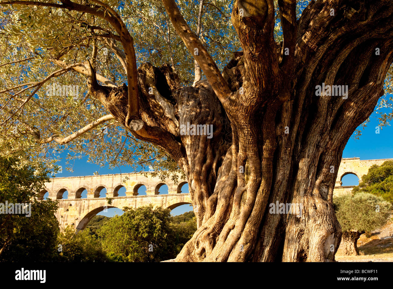 Alte Olivenbäume und römische Aquädukt - Pont du Gard bei Vers-Pont-du-Gard, Occitanie, Frankreich Stockfoto