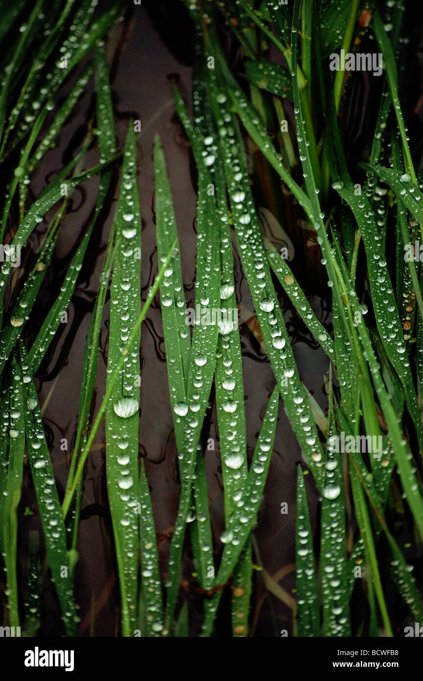 Naturns Bounty, Monsun Tau auf Grashalme, Kannur, Kerala, Indien Stockfoto