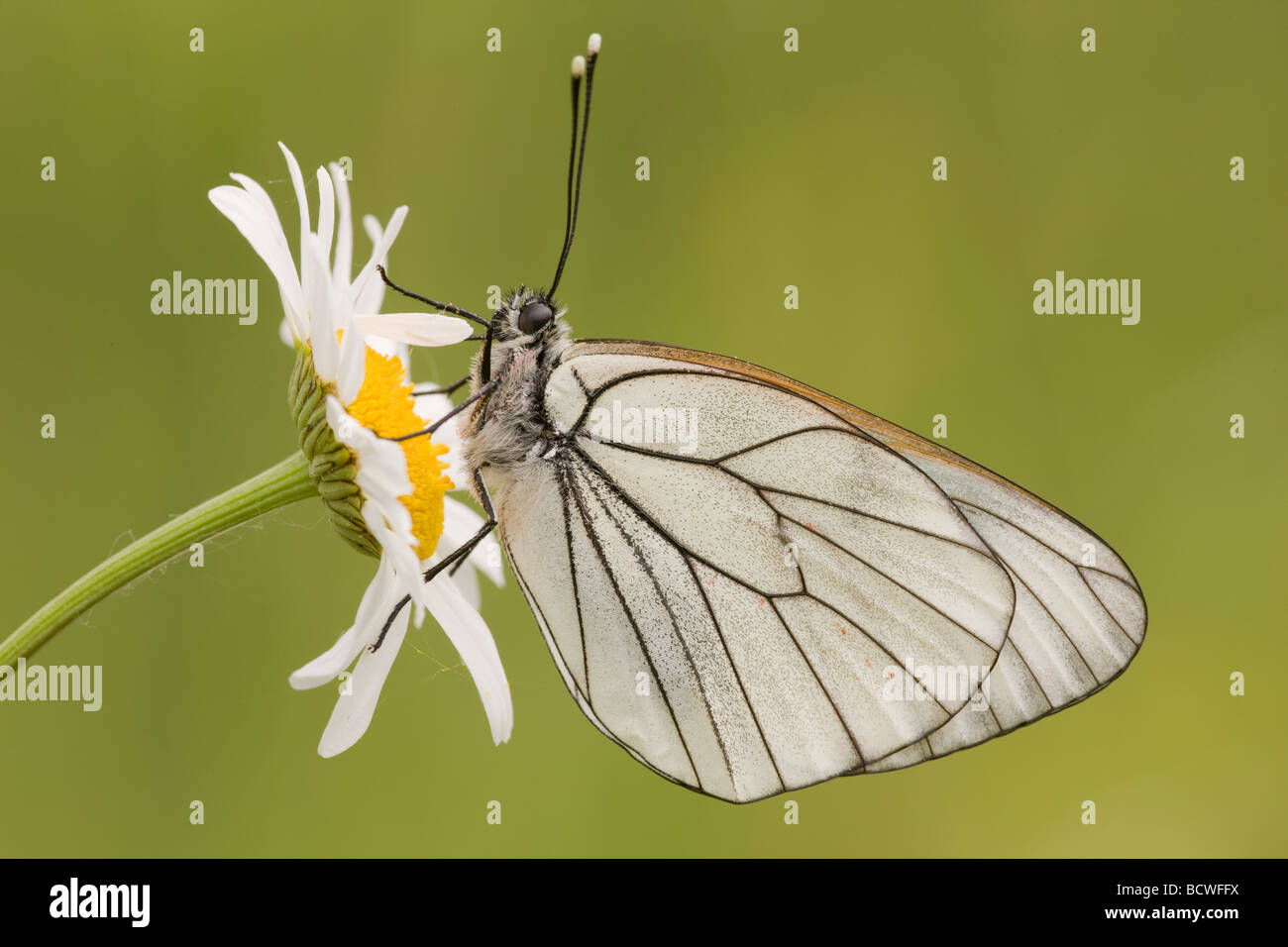 Schwarz-veined weiß (Aporia Crataegi) auf Oxeye Daisy (Leucanthemum Vulgare), Thenauriegel Naturschutzgebiet, Burgenland, Österreich, E Stockfoto