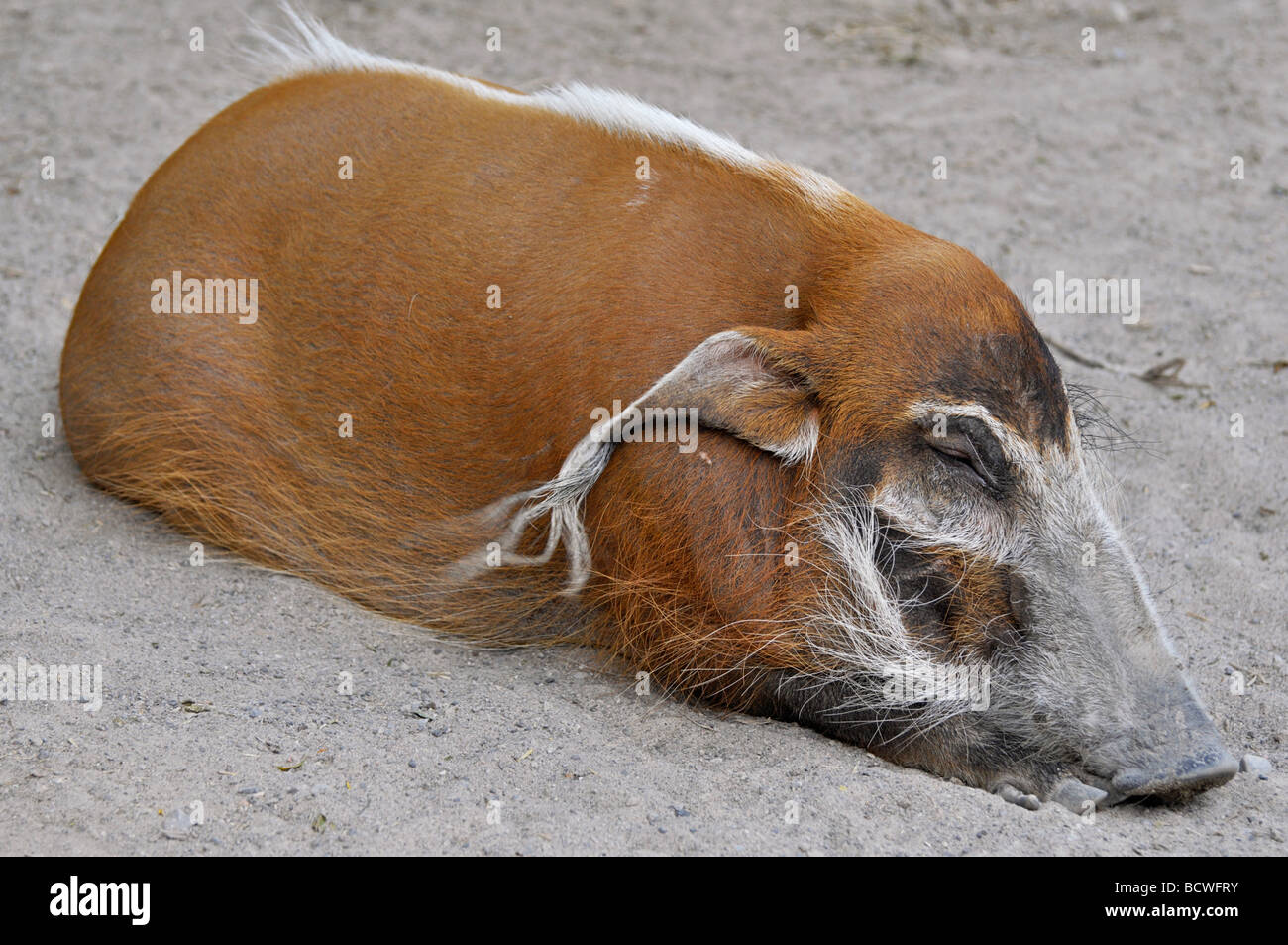 Red River Hog (Potamochoerus Porcus), afrikanische Buschschwein Stockfoto