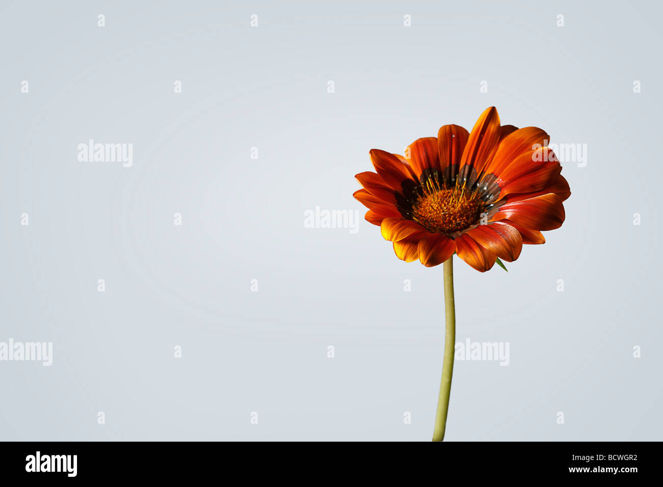 Offene rote Blume Stockfoto