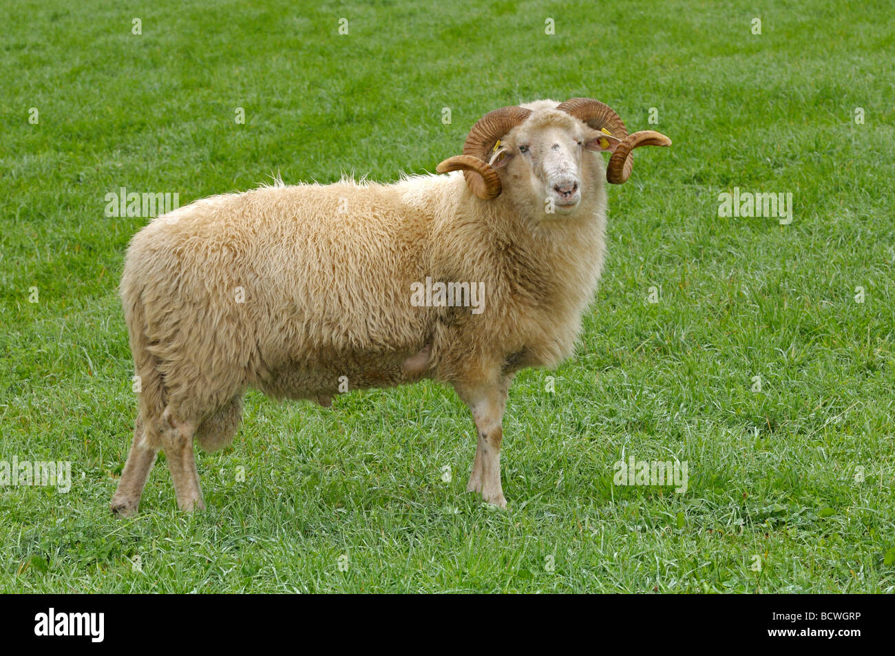 Schaf, Waldschaf, Bayerischen Wald Hausschaf (Ovis Orientalis Aries, Ovis Ammon Aries). RAM auf einer Wiese Stockfoto