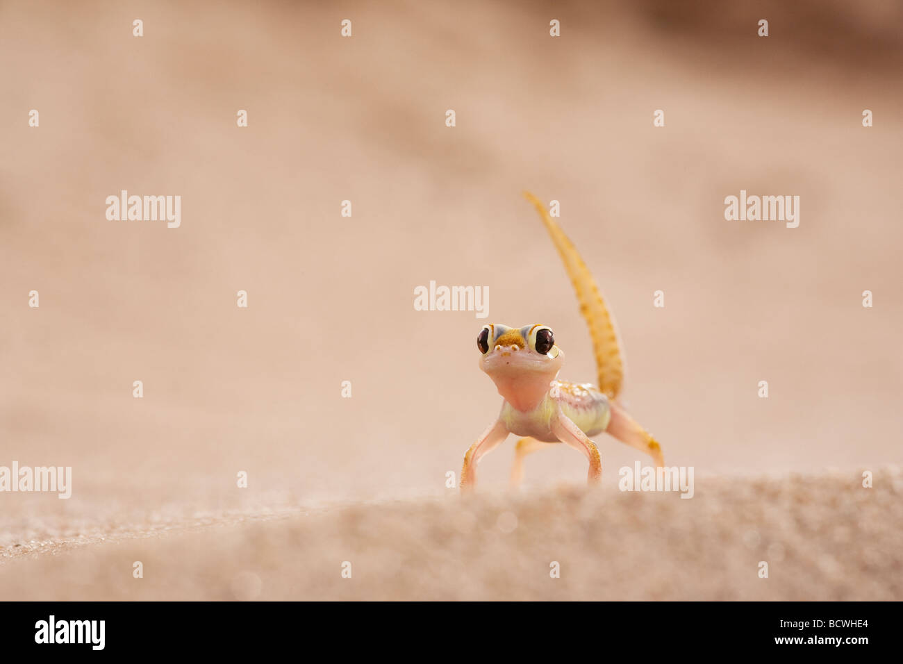 Webfooted Gecko Palmatogecko Rangei Namibwüste Namibia Stockfoto