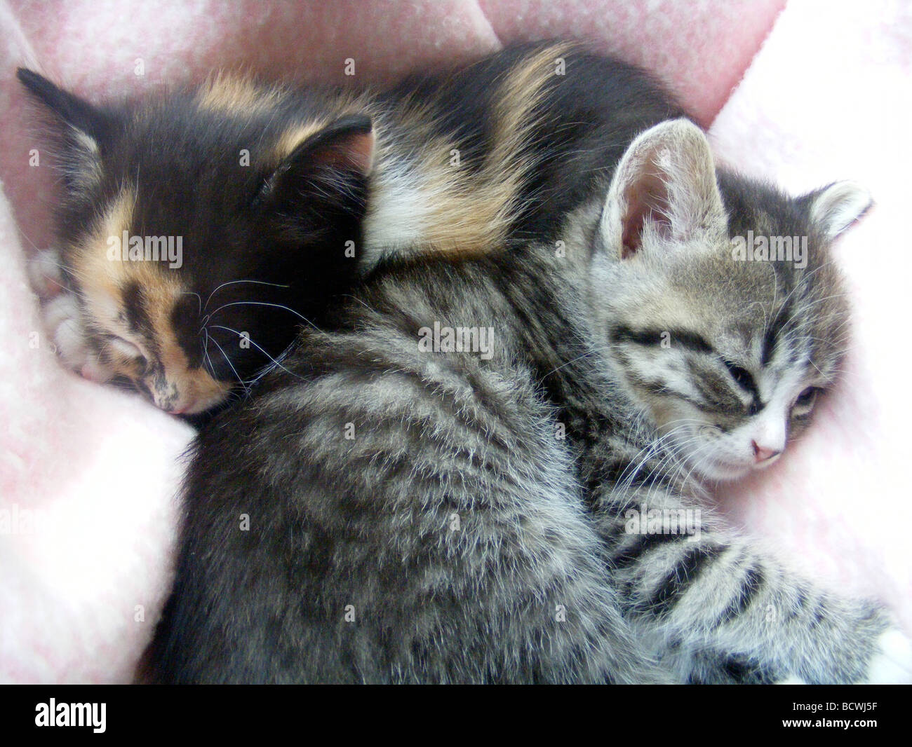 2 Kätzchen schlafen Stockfoto