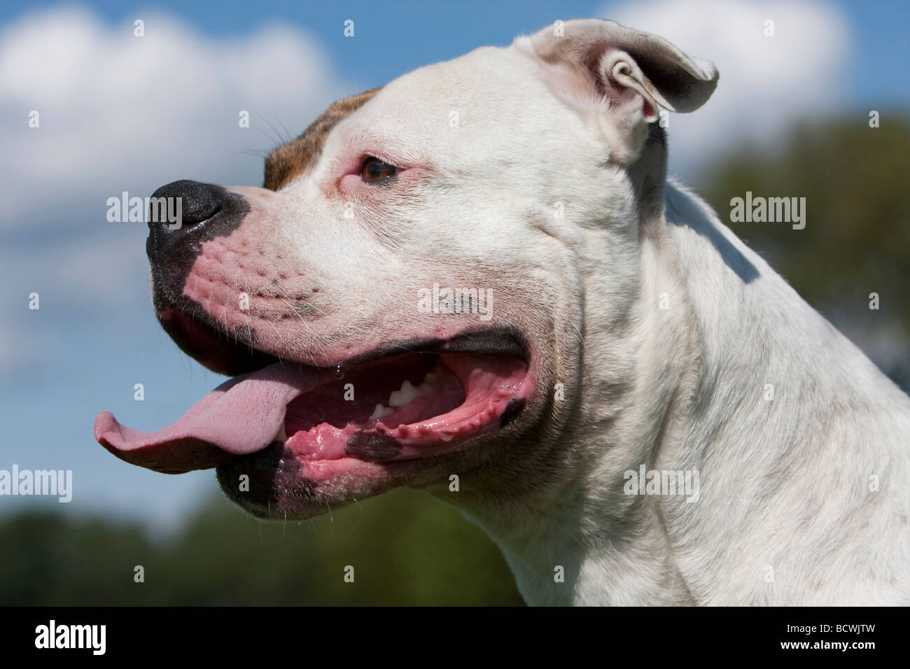 Amerikanische Bulldogge Stockfoto