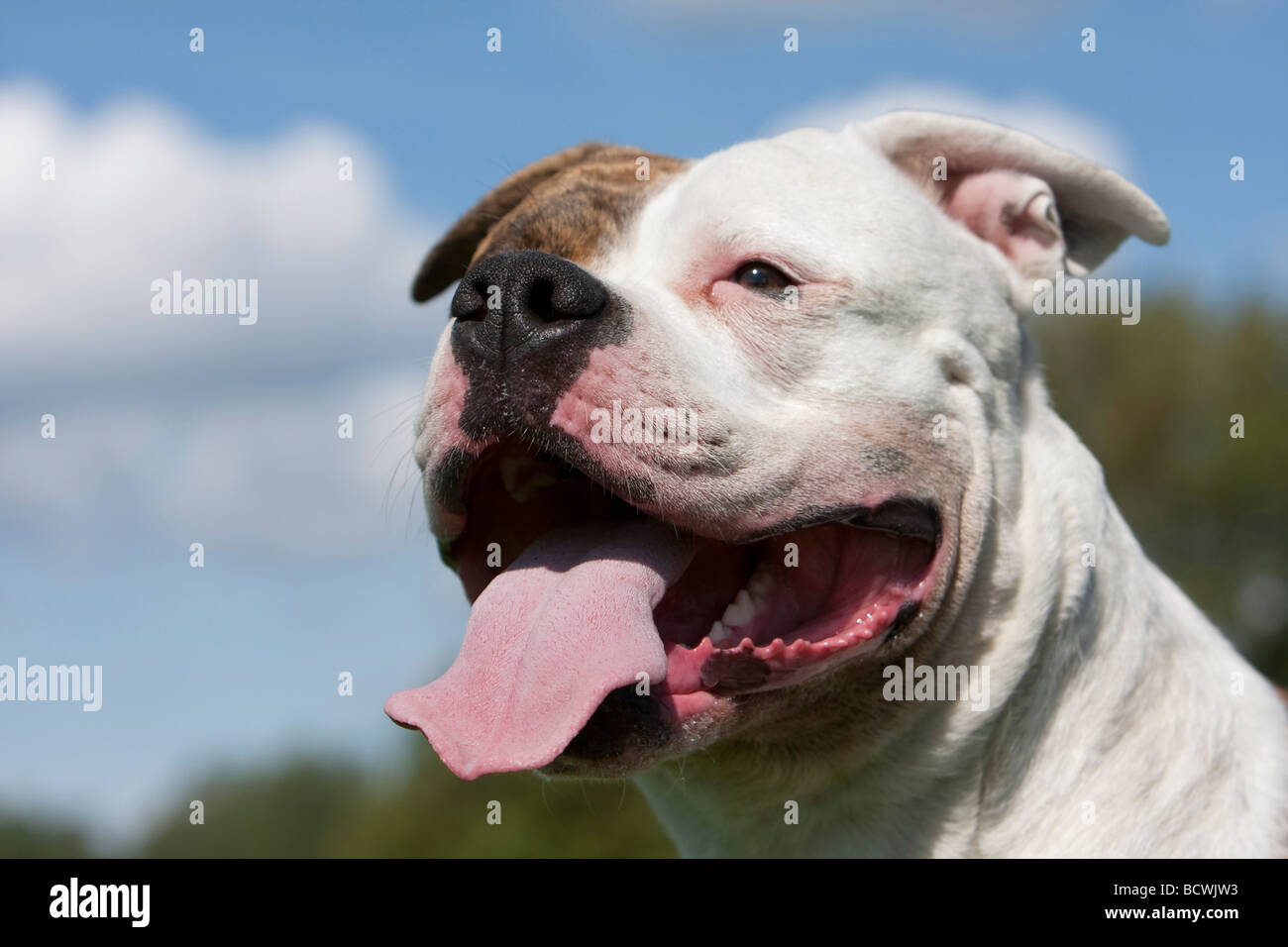 Amerikanische Bulldogge Stockfoto